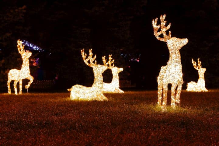 Weihnachtlicht beleuchtete rentiere fuer die weihnachtszeit