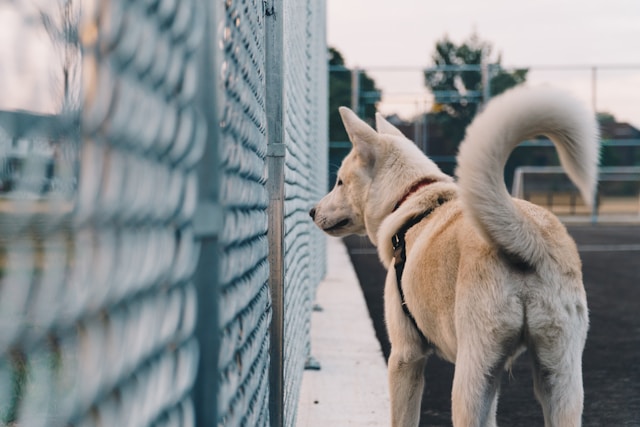 wachhund hinter dem zaun vor dem garten abgesichert