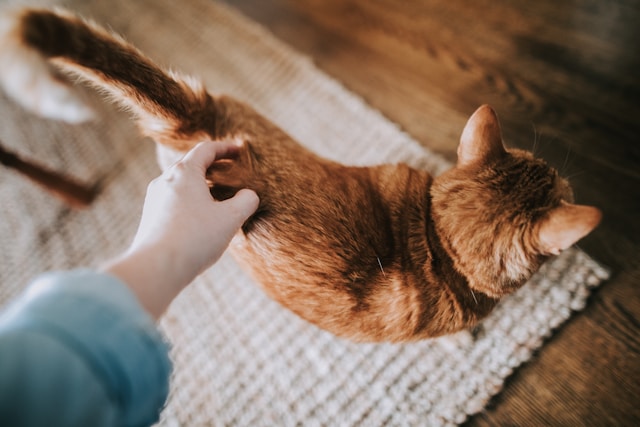 katze im haushalt garten katzen absichern