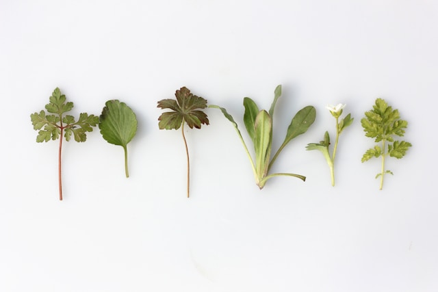 Kräuter: Diese 9 stärken das Immunsystem