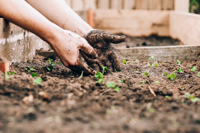gartenarbeit im schrebergarten daten und fakten