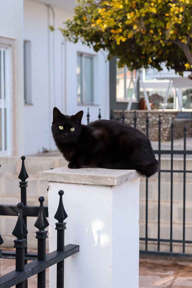 katze beim hauseingang neben aluzaun garten katzen absichern