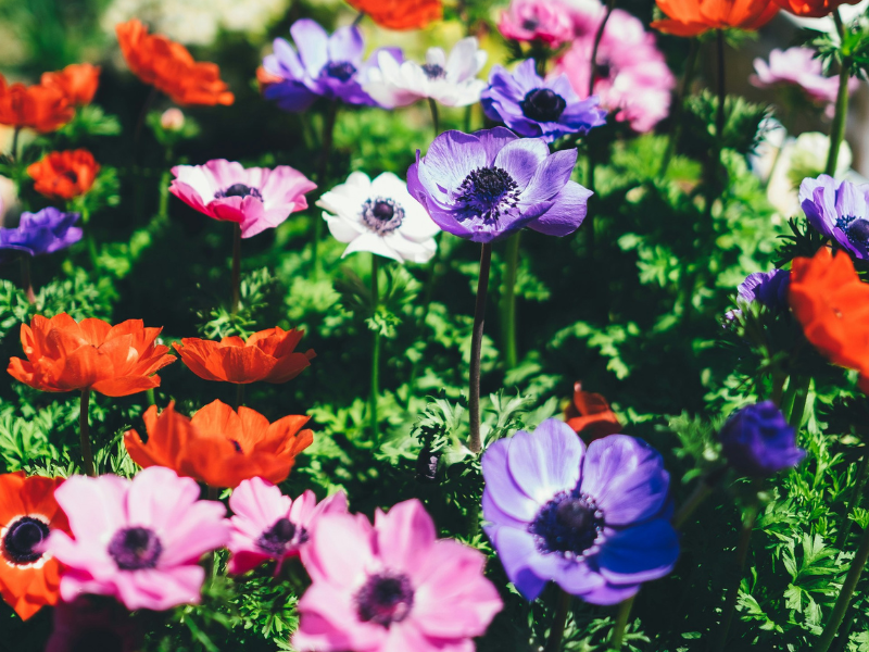 Frühlingserwachen im Garten: 7 Tipps für die perfekte Gartengestaltung