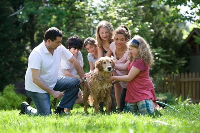 Zaun & Garten für Hunde absichern