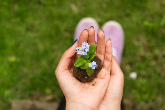 organisch düngen blumen erde