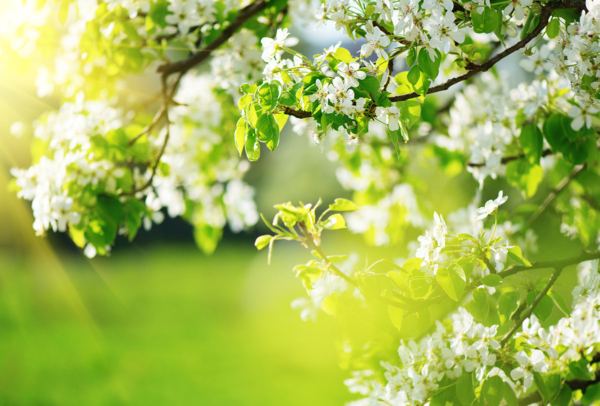 Den eigenen Obstgarten pflanzen so geht´s GUARDI