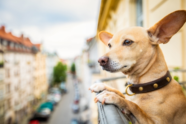 Hund schaut über ein Balkongeländer auf die Straße
