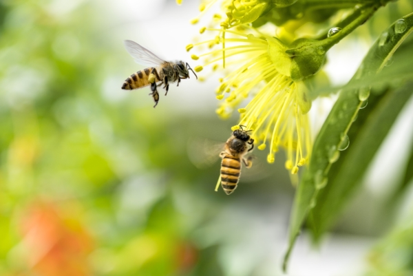 Wildbienen im Garten ansiedeln Tipps und Tricks GUARDI