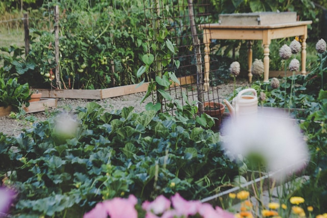 Schrebergarten mieten, pachten oder kaufen?